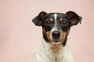 Dog Available for Adoption
