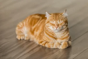 Cat Available for Adoption